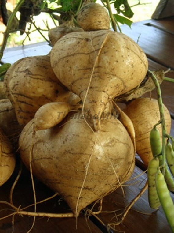 Thai Jicama Yam bean 10 Seeds ThailandMrk by ThailandMrk on Etsy