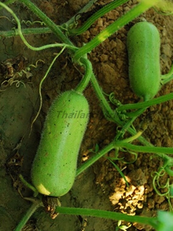 Thail Wax gourd 10 Seeds ThailandMrk by ThailandMrk on Etsy