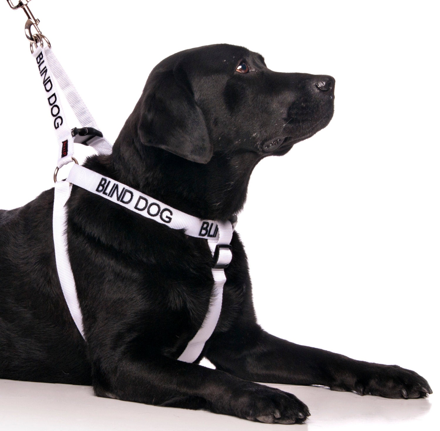 Color Coded BLIND DOG LXL Harness No/Limited Sight Strong