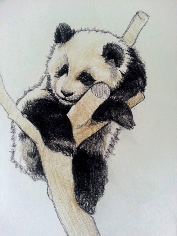 Panda Painting Panda Illustration Animal Painting by Cansupo