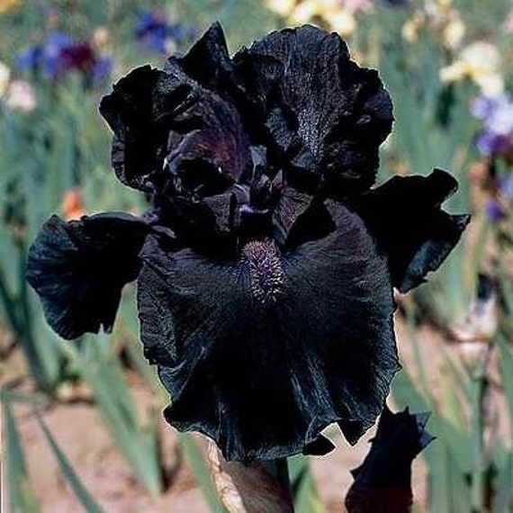 EXOTIC RARE "BLACK ONYX IRIS" Large Perennial Garden Bulb Plants