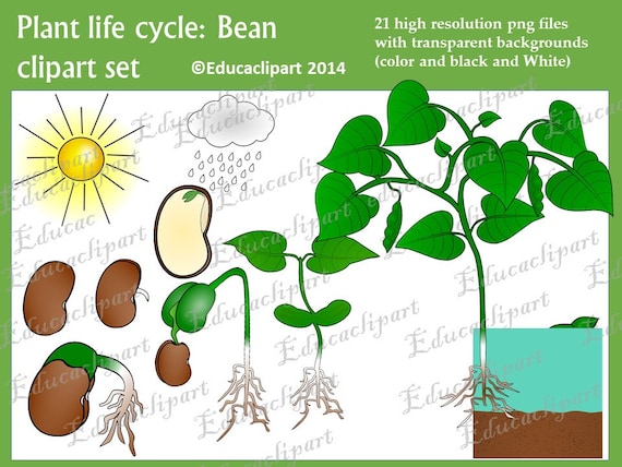 plant life cycle clipart - photo #25