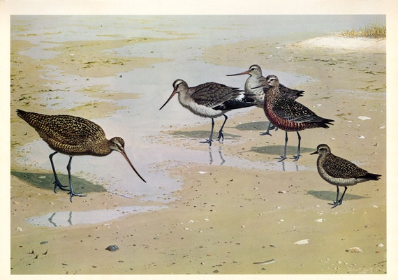 Shore Bird Art Print Vintage Marbled Godwit Hudsonian By Paperink