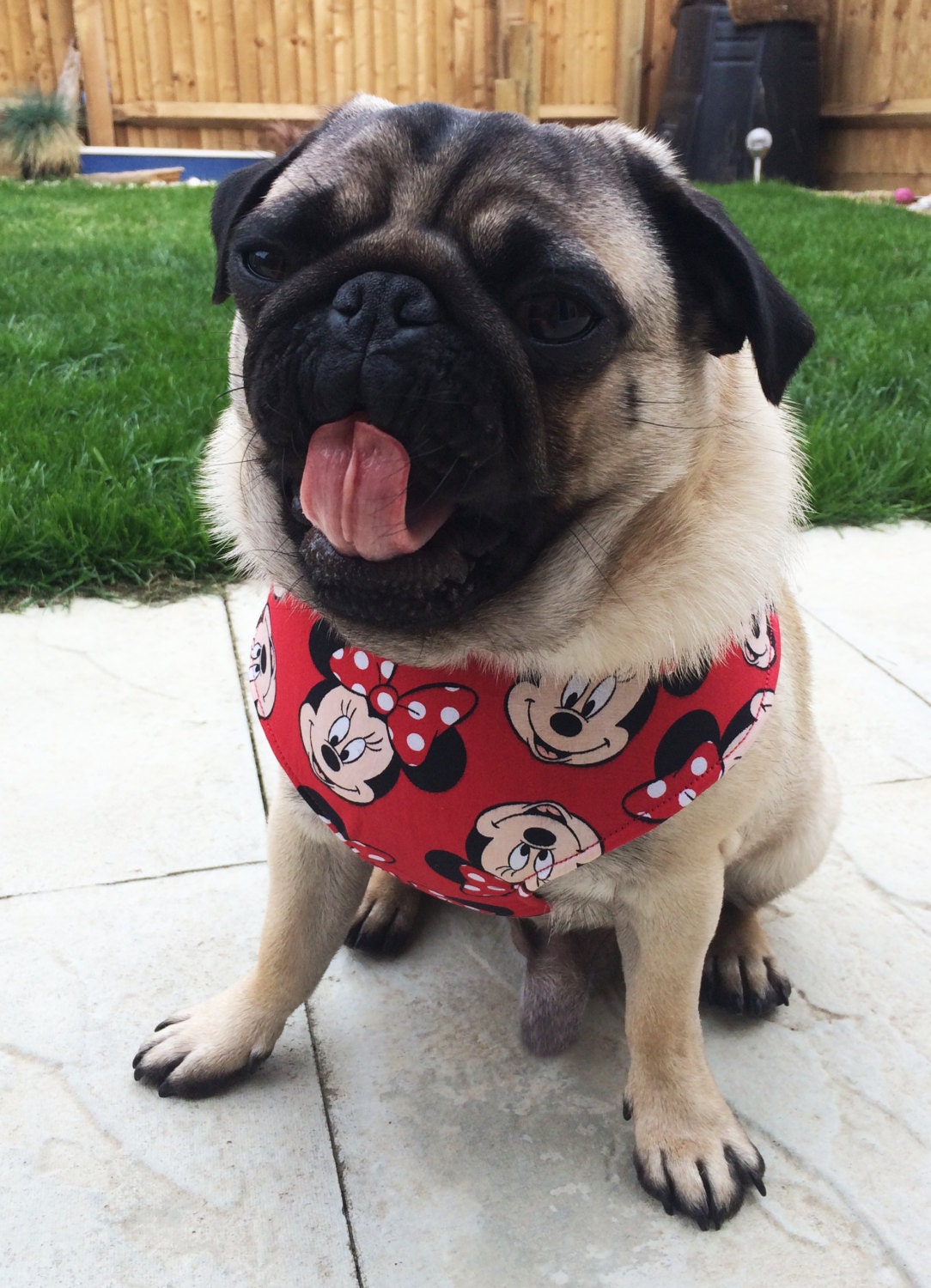 Pug Dog harness Minnie Mouse Custom Made Soft by Pugsnkissesuk