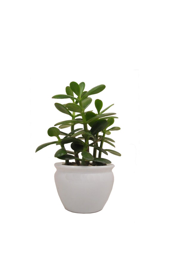 Crassula Ovata Jade Plant 11 Tall Jade Plant In a by Window27