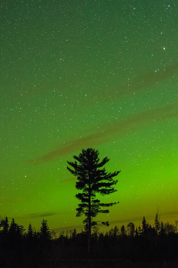 Lone Pine Aurora Duluth MN Northern Lights Large Photo
