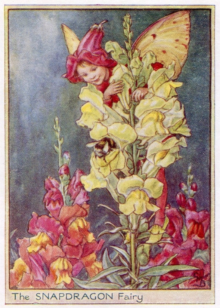 Snapdragon Flower Fairy Vintage Print c 1950 by 