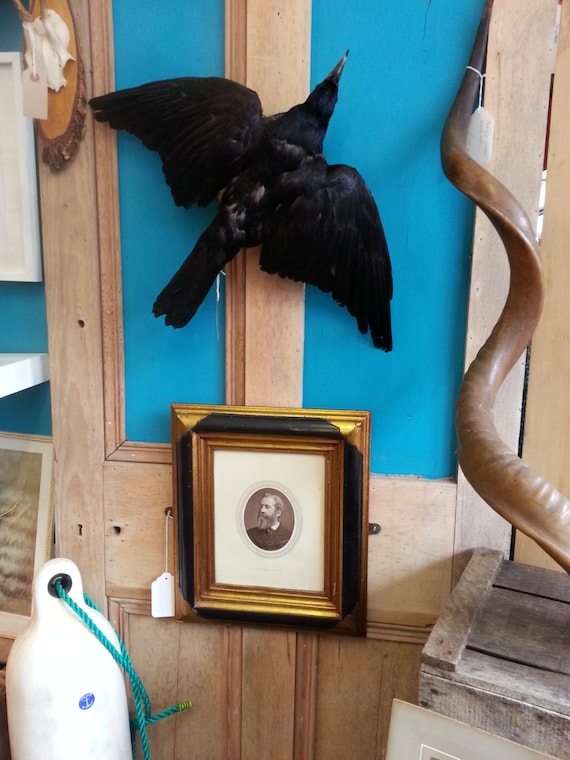 Victorian framed photograph ~ large ornate frame with black and white photo of a gentleman steampunk buy now online