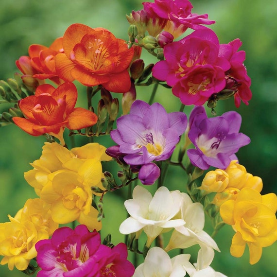 Double Mixed Freesia  20 Bulbs  Indoors or Out  6/  cm Bulbs