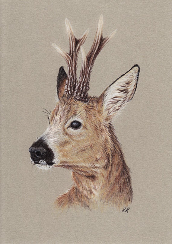 ORIGINAL Roe Deer Buck colored pencils drawing A5