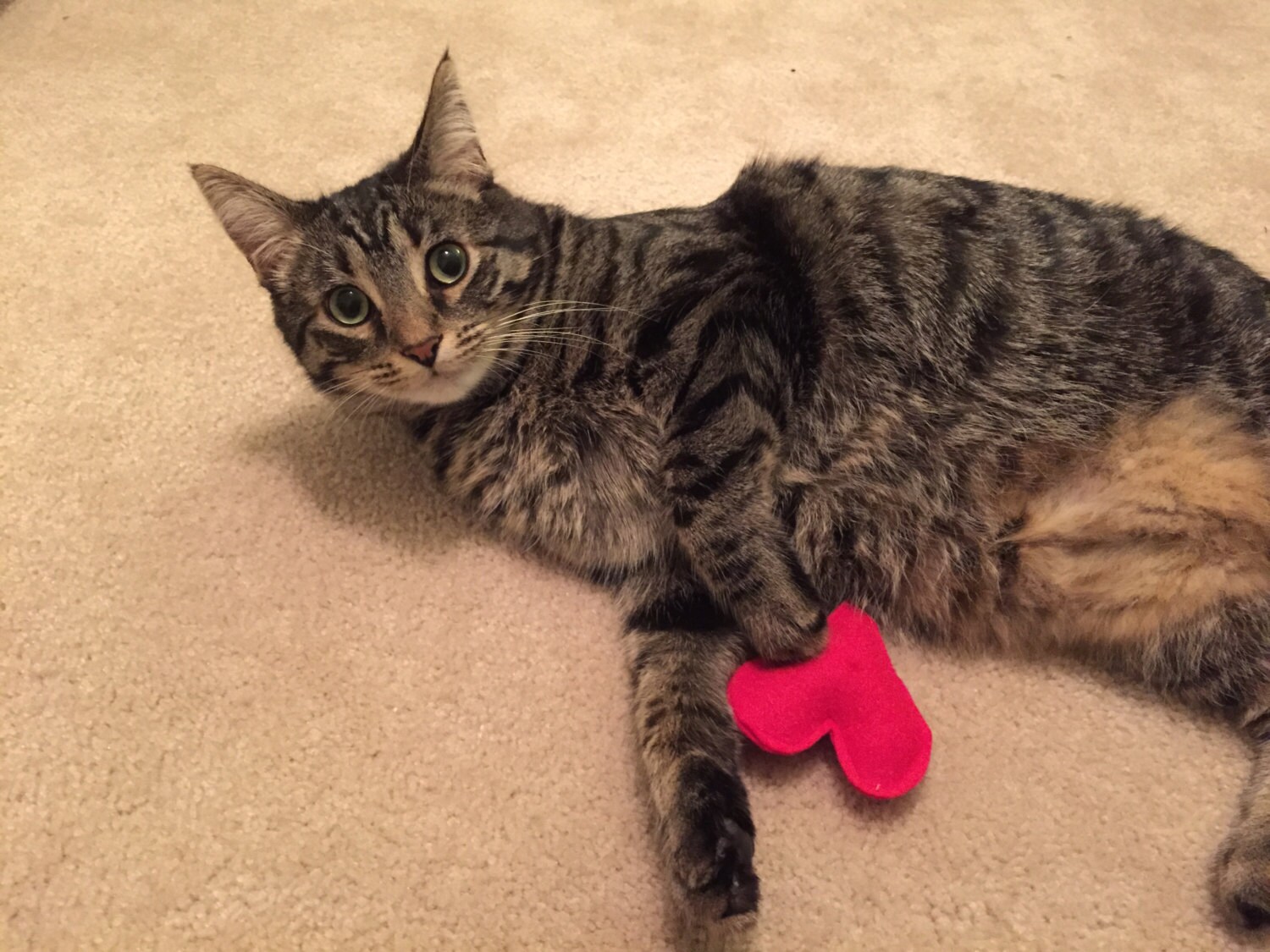 kitten heartbeat toy