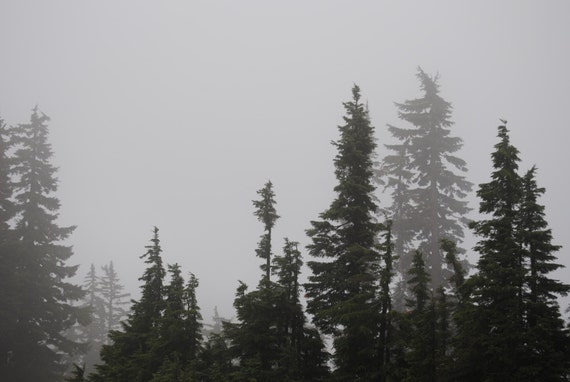 Foggy Forest Mount Baker Washington State by artGlassANDthrift