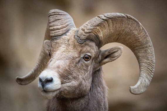 Ram Portrait Ram Close Up Wildlife Photography Fine Art