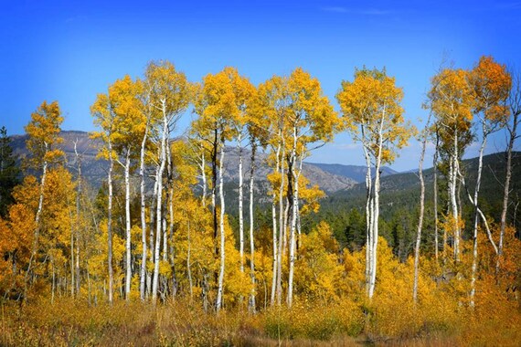 Items similar to Aspen Trees, Colorado, Rocky Mountains, Landscape