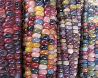 Glass Gem Indian Corn Heirloom Seeds, Vegetable Seeds, Naturally Grown in the Pacific NW