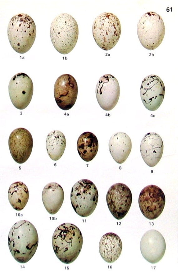 Bird Eggs Eastern Meadowlark Yellow Headed Blackbird
