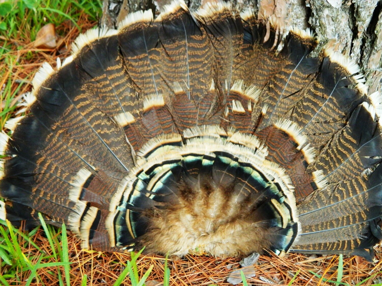 Turkey Feather Fan Wild Turkey Feathers Turkey Feathers