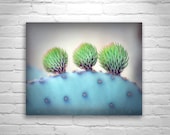 Cactus Blue, Purple, Prickly Pear, Arizona Desert Art, Cactus Art, Violet, Nature Photography, Cactus Wall Picture, Santa Rita Mountains Cactus Blue, Purple, Prickly Pear, Arizona Desert Art, Cactus Art, Violet, Nature Photography, Cactus Wall Picture, Santa Rita Mountains