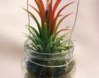Little hanging baby food jar with green moss and blooming airplant gift