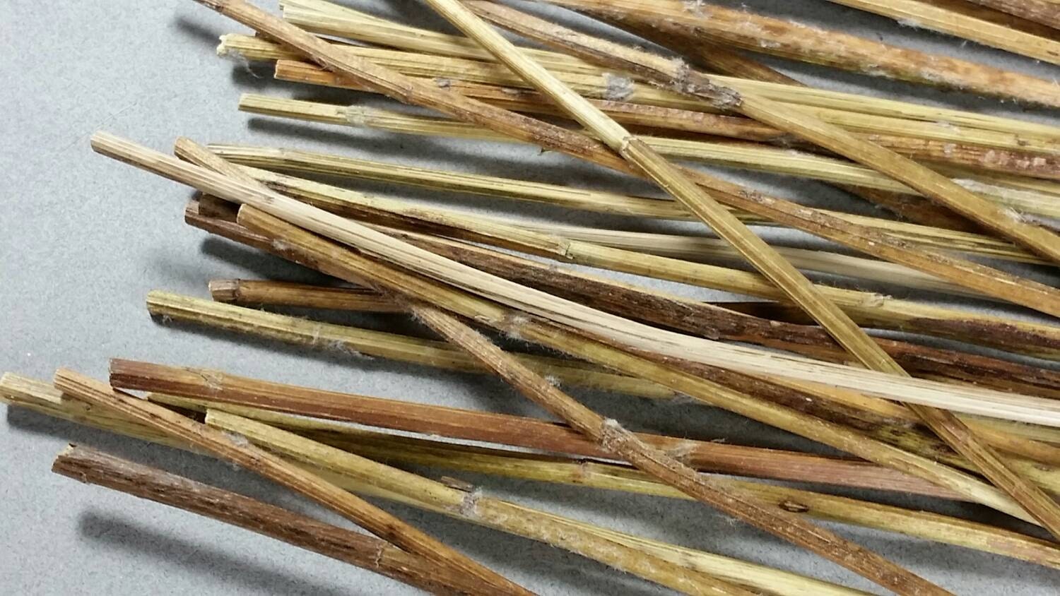 Yarrow Stalks 50 Aged 12 long for Traditional