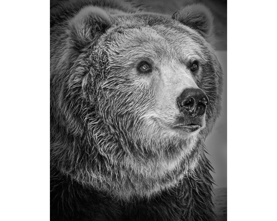 Portrait of a North American Grizzly Bear A Black and White