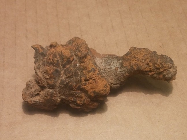 Beautiful Coprolite Specimen