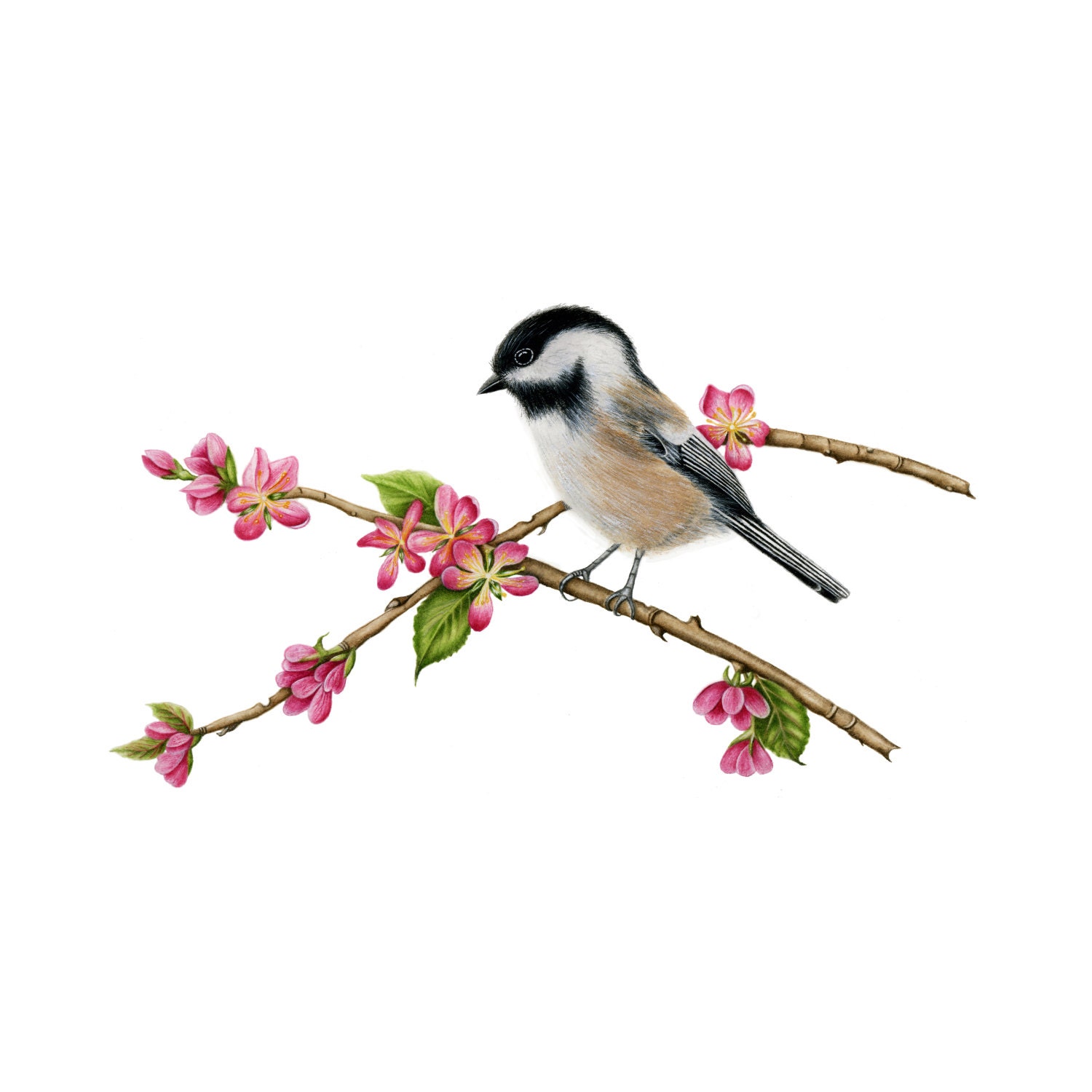 Blackcapped Chickadee Watercolor