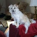 Joy Heckman