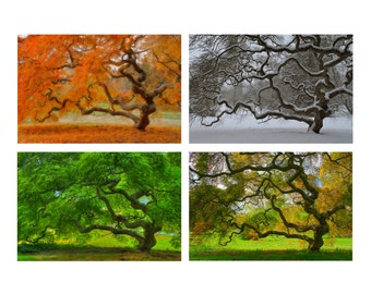 Four Seasons Print Set Landscape Photograph Japanese Maple Tree Autumn Winter Spring Summer Tree of Life Color Photography Home Decor Zen