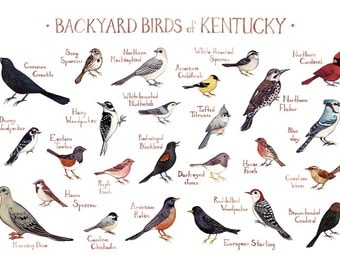 Kentucky Backyard Birds Field Guide Art Print / Watercolor Painting / Wall Art / Nature Print / Bird Poster
