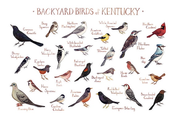 Kentucky Backyard Birds Field Guide Art Print / Watercolor