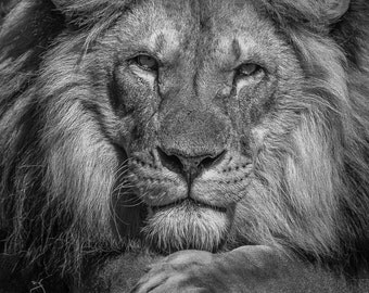 Lion Photograph Print Lion Head Black and White Office