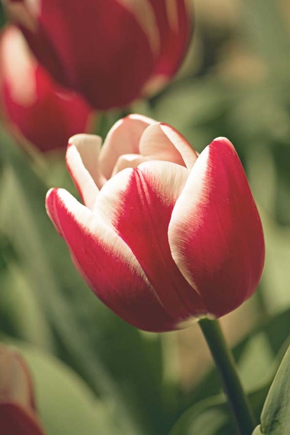 Items similar to Botanical Red Tulip Photograph, Set of 3 orints, Tulip
