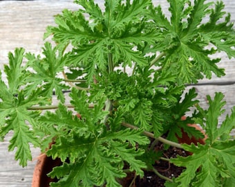 Rose Scented Geranium, Rose Geranium, Mosquito Plant, Container Gardening, Herb Plant Live Plant Pelargonium graveloens