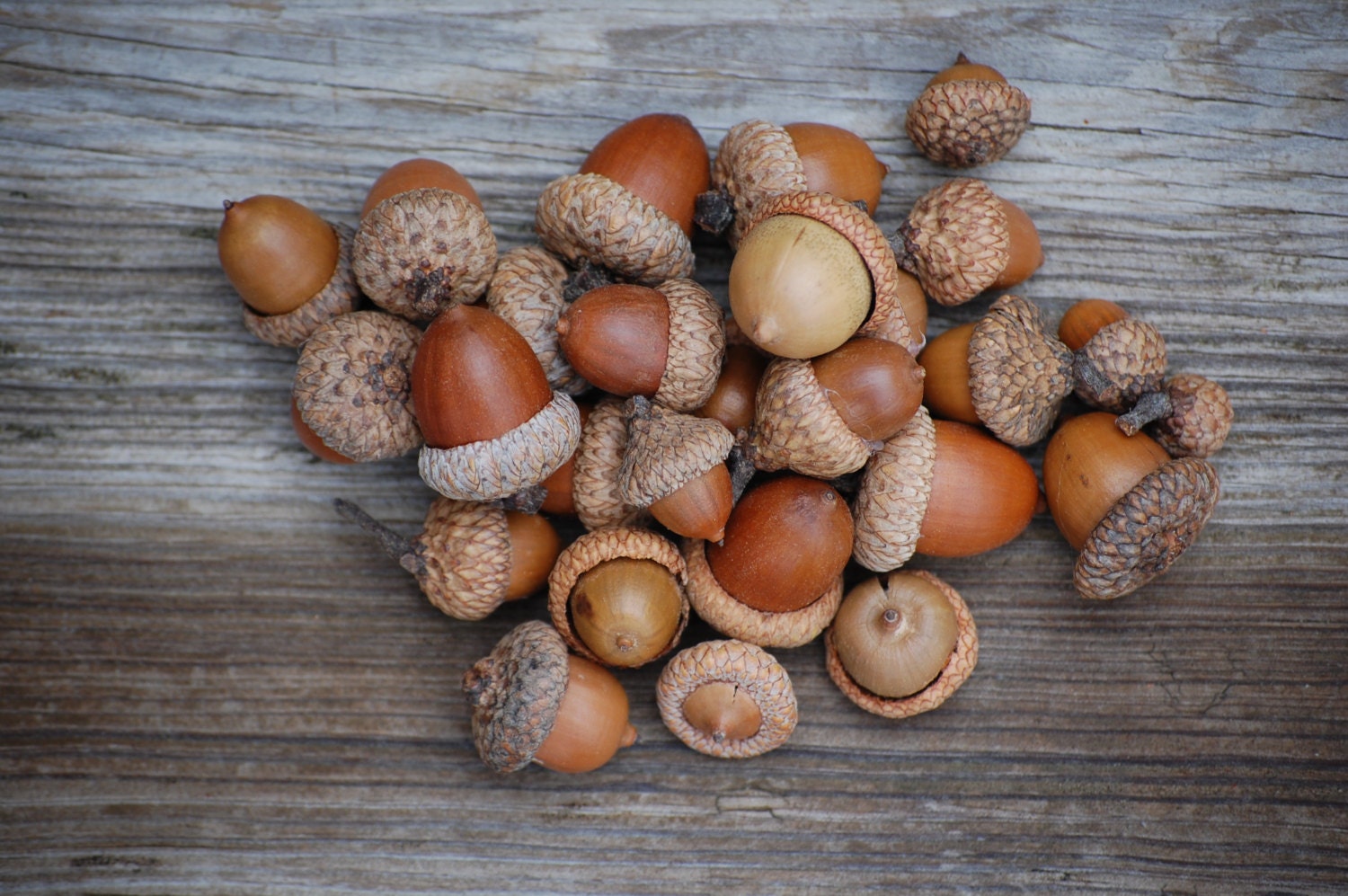 Natural Acorn Real acorns Wedding decorations Thanksgiving, Holiday or ...