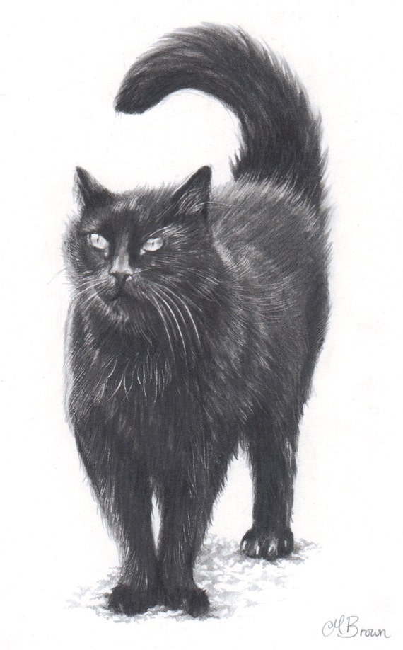 Black CatCat Art Print Pencil Drawing of a Cat. Gift for Cat