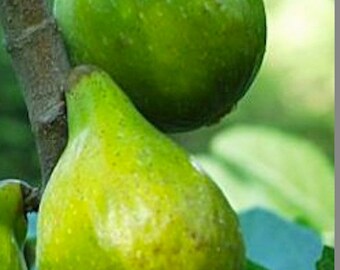 3 Cuttings of Desert King, Yellow Tasty Fig,  Zone 5 to 9