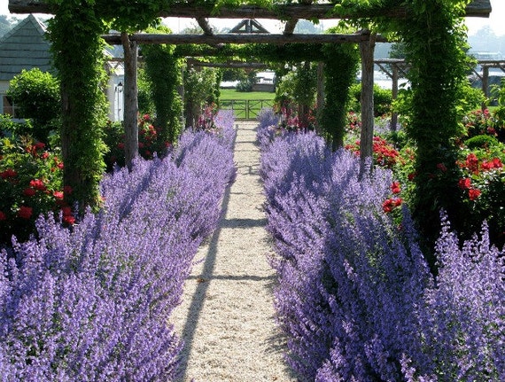 Russian Sage Perovskia 25 seeds fluffy blue border by SmartSeeds