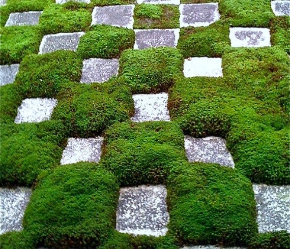 creeping thyme ground cover seed