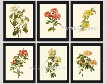 BOTANICAL Print SET of 6 Art Prints 8x10 Willmott Beautiful White Pink Yellow Rose Roses Flowers French Garden Country Antique Home Decor