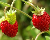 wildberries us