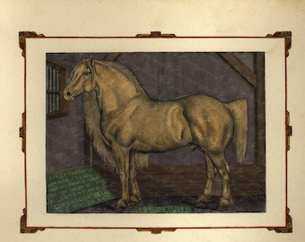 Antique Original Hand colored Engraving of Horse - Old Louis Napoleon