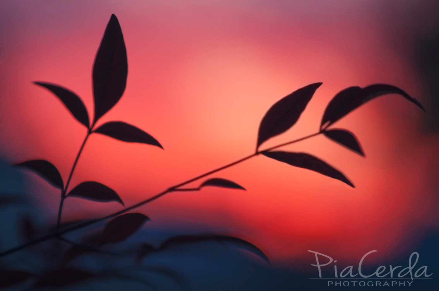 Fine art photography print. Wall decor. RED by PiaCerdaPhotography