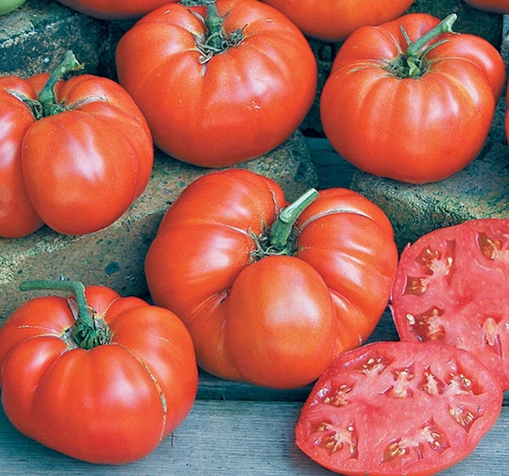 Tomato Seeds - ' Ponderosa Red OG' aka Ponderosa Scarlet, heirloom tomato - Open Pollinated,SWEET & JUICY
