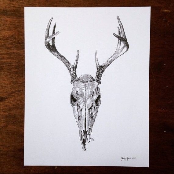 Deer Skull Print from Original Pen and Ink by boneandinkdrawings