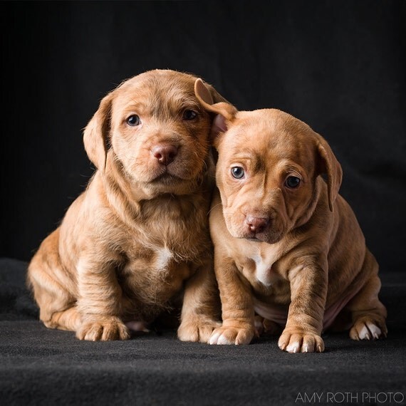 pitbull dachshund puppies puppy dachshund pitbull puppies picture photo pitbull dachshund puppies puppy dachshund pitbull puppies picture photo