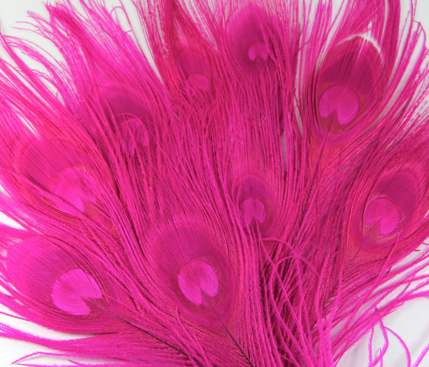 USA Wholesale Peacock Feathers Hot Pink Peacock by