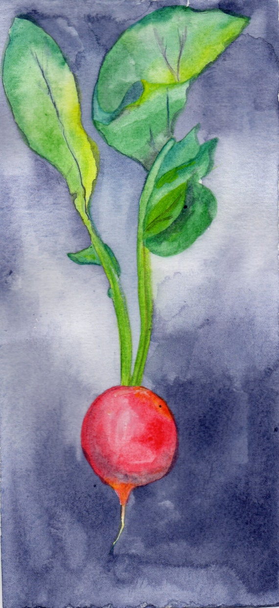 Radish Painting Watercolor Radish Watercolor Vegetable