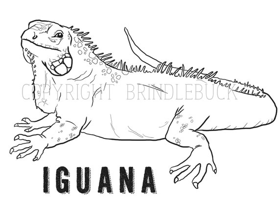 Download Items similar to Iguana Coloring Page download, reptile ...