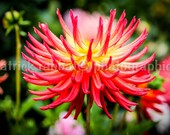 Red Flower Photo Instant Digital Download Fine Art Photography Macro Close-Up Flower Photography Spider Dahlia Photo Red Flower Photo Instant Digital Download Fine Art Photography Macro Close-Up Flower Photography Spider Dahlia Photo